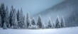 © Kalea - Tranquil winter scene with snow-covered evergreen trees under a foggy, pale sky, evoking a serene, cold atmosphere in a peaceful, remote setting