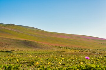 Wall Mural - Wide shot captures a hillside near Copiapo, Chile, covered in a spectacular mix of colorful flowers.