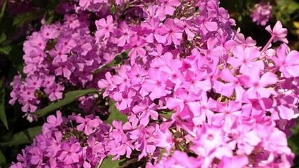 Bright pink phlox flowers bloom in the garden, creating a vibrant summer scene with lush green leaves and delicate petals shining in sunlight. Floral background. 