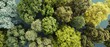 © Ryzhkov - Premium Aerial View of Mixed Tree Crowns with Canopy Textures for Modern Environmental Campaigns Inspiring Nature Cooling and Urban Heat Adaptation Content