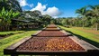 © far - Coffee beans drying on wooden trays in a plantation setting