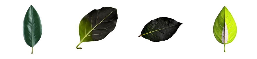 Wall Mural - Four assorted plant leaves, format, isolated on a black void, cut out