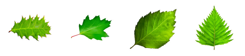 Wall Mural - Collection of four distinct green leaves isolated on a transparent background, cut out