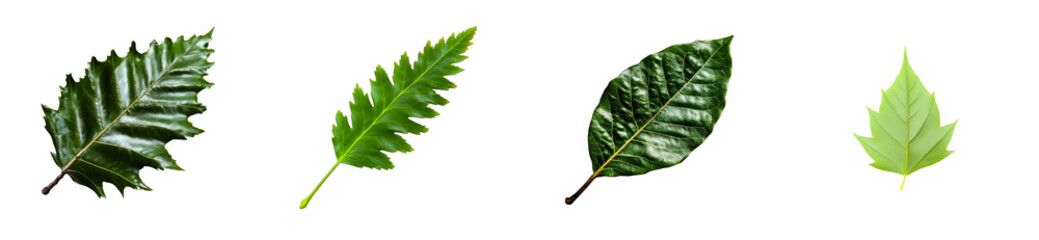 Wall Mural - Four diverse green leaves with distinct shapes and textures on a transparent background,, cut out