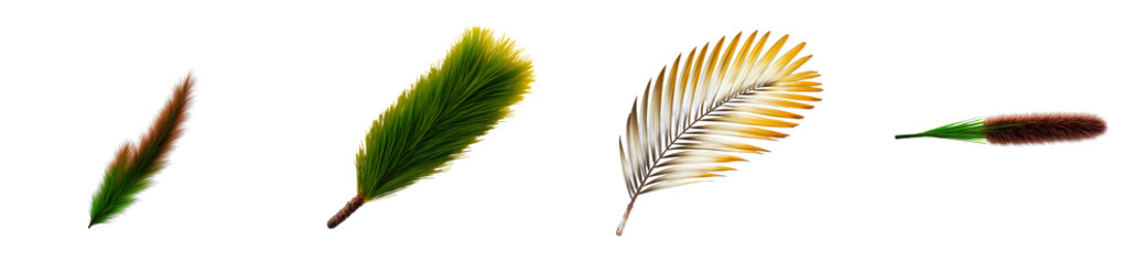Wall Mural - Four botanical elements image with transparent background, cut out