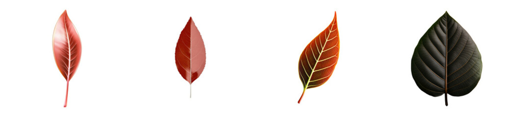 Wall Mural - Four botanical leaves showcasing autumn colors and veins on transparent background, cut out
