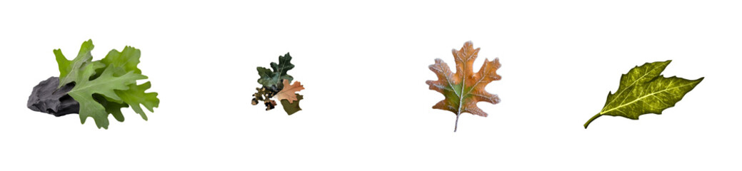 Wall Mural - Collection of diverse oak leaves with varying textures and colors on a transparent background, cut out
