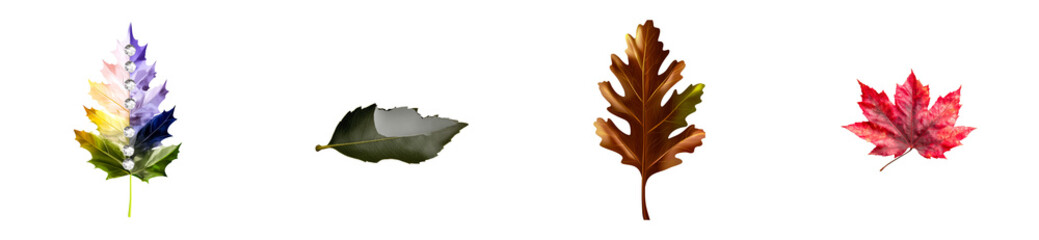 Wall Mural - Four distinct seasonal leaves displayed individually on transparent background, cut out