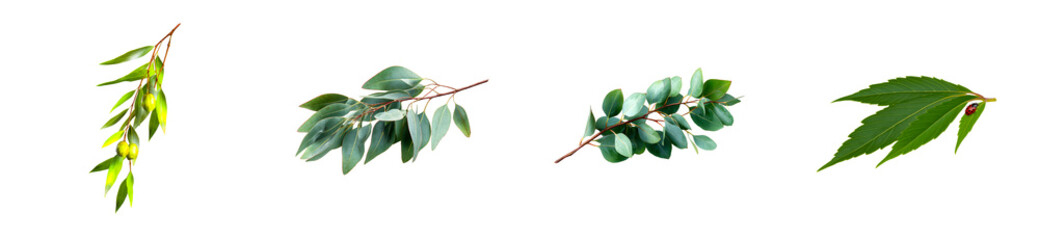 Wall Mural - Collection of four assorted botanical elements with transparent background, cut out