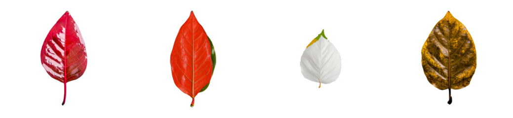 Wall Mural - Four textured plant leaves, red, orange, white, and yellow, on transparent background, cut out