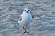 © Enrico Obergefäll - Möve am Meer , Ostsee , Erholung , Urlaub , Ferien , Strand , Blauer Himmel , Sand , Entspannung , Relaxen , Genießen , Reisen , Tourismus