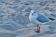 © Enrico Obergefäll - Möve am Meer , Ostsee , Erholung , Urlaub , Ferien , Strand , Blauer Himmel , Sand , Entspannung , Relaxen , Genießen , Reisen , Tourismus