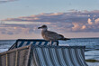 © Enrico Obergefäll - Möve am Meer , Ostsee , Erholung , Urlaub , Ferien , Strand , Blauer Himmel , Sand , Entspannung , Relaxen , Genießen , Reisen , Tourismus