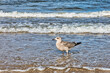 © Enrico Obergefäll - Möve am Meer , Ostsee , Erholung , Urlaub , Ferien , Strand , Blauer Himmel , Sand , Entspannung , Relaxen , Genießen , Reisen , Tourismus