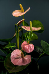 Wall Mural - Graceful Pink Anthurium Plant with Lush Leaves