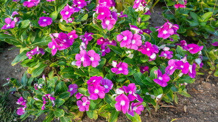 Wall Mural - Bright Pink Periwinkle Flowers with Green Leaves