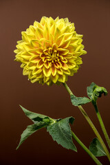 Wall Mural - Golden Yellow Dahlia Blooming Against a Dark Background