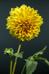 Wall Mural - Vivid Yellow Dahlia with a Subtle Green Backdrop