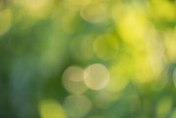 Wall Mural - Defocus lights green natural. Blurred leaves. Bokeh.