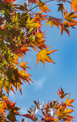 Wall Mural - close view on red and orange leaf of a japanese maple tree under blue sky