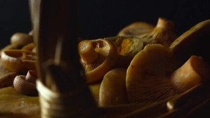 Wall Mural - Close up view gliding in front of Orange Milkcap mushroom in a traditional woven brown and yellow colored basket that is placed in front of a black studio background. Freshly cut and shallow depth.