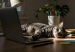 © Anna - Tabby cat lying on laptop keyboard in home office, funny pet blocking computer and distracting remote work, cozy domestic feline companion relaxing on desk with sunlight, plants and stationery