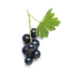 Wall Mural - fresh black currants with leaf on white background