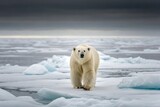 Majestic polar bear walks across icy arctic landscape facing the camera