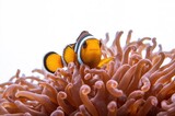 Close-up of a clownfish nestled in an aquarium anemone