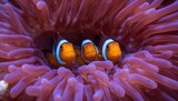 A group of clownfish species Amphiprion ocellaris residing within their symbiotic sea anemone Heteractis magnifica.