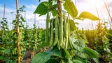 Vibrant bean plants with pods flourishing under the bright sun in a sprawling field