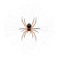 spider, insect, halloween, spider web, festival, vector, transparent background, animal, arachnid, nature, cobweb, danger, spiderweb, scary, horror, creepy, pattern, predator, trap, net, arachnophobia