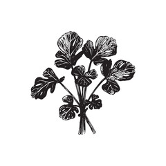 Watercress Vector (2).eps