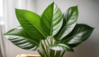 © Evander - A Vibrant Green Plant With Lush Leaves Perfect For Adding A Touch Of Nature To Any Space Ideal For Decorative Purposes Or As A Natural Enhancement To Indoor Environments