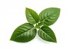 © -Quantum Pixels- - Houttuynia cordata plant isolated on a white backdrop