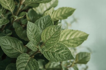 Wall Mural - Fresh Green Leaves with a Crispy Texture