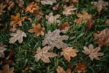 Wall Mural - Textured colorful scene with frosted brown oak leaves on lush green grass