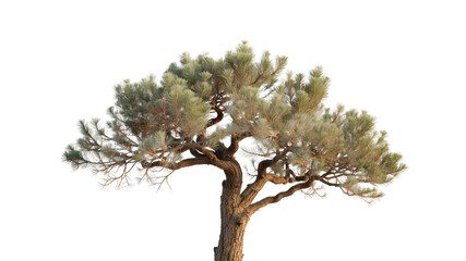 Majestic Ponderosa Pine Tree Isolated on Transparent Background