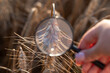 © Vitalii - Hand with a magnifying glass near a wheat spikelet in a field. A woman holds a magnifying glass near an ear of wheat, the idea of studying wheat, breeding new varieties, increasing yields