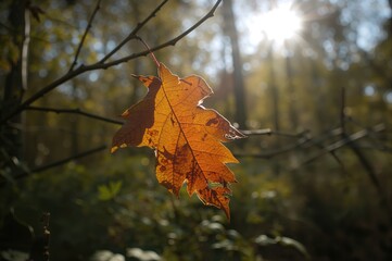 Wall Mural - Detailed View of a Fall Leaf in Bright Woodland