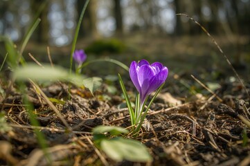 Wall Mural - Close-up of a Crocus Flower in Woodland