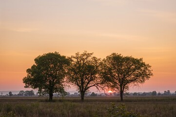Wall Mural - twilight silhouette