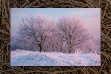 Wall Mural - stunning frosty treetops illuminated by soft twilight hues in a serene winter scene.
