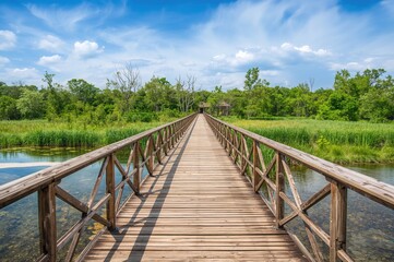 Wall Mural - scenic wooden walkway surrounded by nature