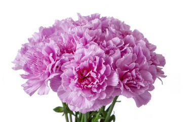 Wall Mural - Stunning purple carnation flower arrangement on a white backdrop