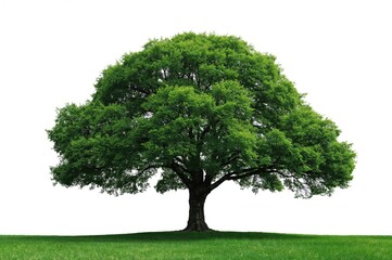 Wall Mural - Large tree standing alone against a white backdrop