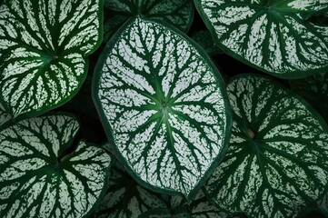 Wall Mural - Tuberous perennial featuring vibrant, heart-shaped leaves in silvery white with bold dark green veins and borders