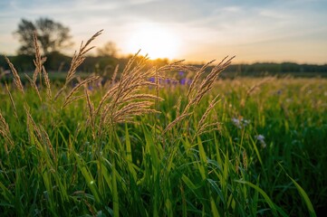 Wall Mural - Green grass blades at dusk with a serene sky and warm light, showcasing nature's beauty in a seasonal landscape