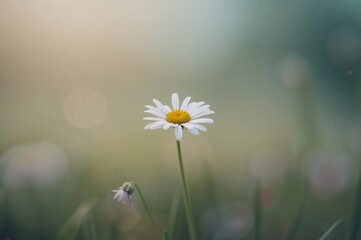 Wall Mural - Close-up shot of a white daisy flower with a creamy bokeh backdrop at eye-level perspective