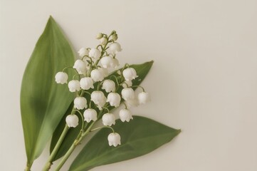 Wall Mural - Cluster of lilies of the valley with blank text area